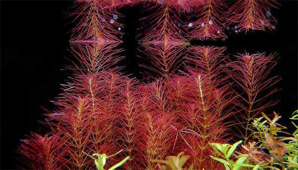 Cây rong chỉ đỏ có tên khoa học Rotala wallichii hay người chơi cây thủy sinh hay gọi nó Luân Thảo đỏ được phổ biến trong các sở thích thủy sinh trong nhiều năm và cũng dễ dàng tìm thấy. Một số hình dạng của loài này hiện đang phổ biến, bao gồm hình dạng lá như cọng chỉ nhỏ và. Cây rong chỉ đỏ thường được tìm thấy ở ở miền nam nước Mỹ, khu vực châu Á phát triển rất mạnh.